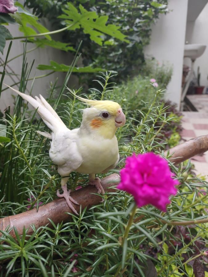 Paarijaat Homestay & Guesthouse Ayodhya Exterior photo